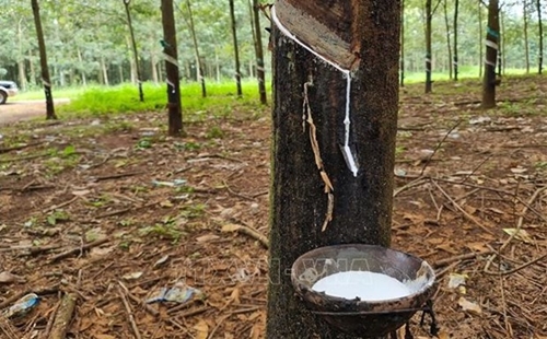 Vietnam’s rubber exports increased by over 40 percent in volume in May